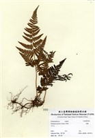 藏品(姬蕨)的圖片